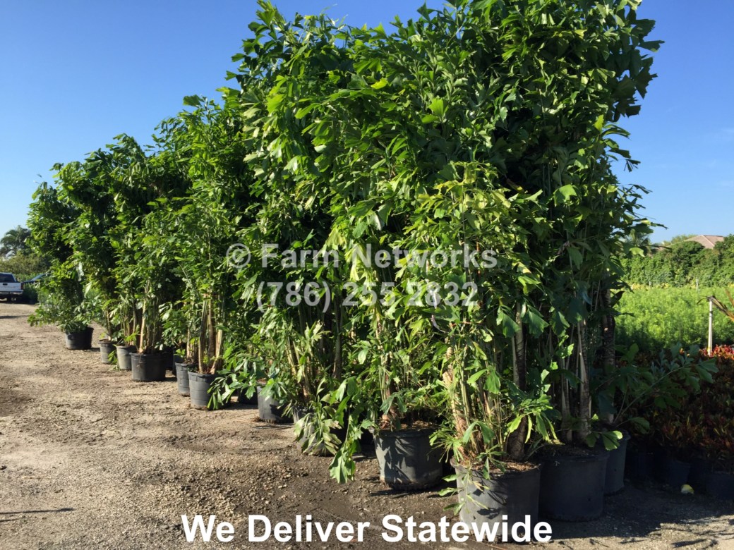 Fishtail-Palm-Trees-Naples