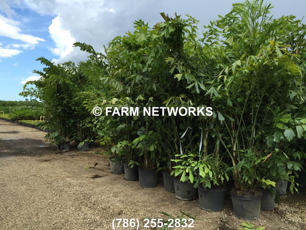 Fishtail Palm Trees Florida