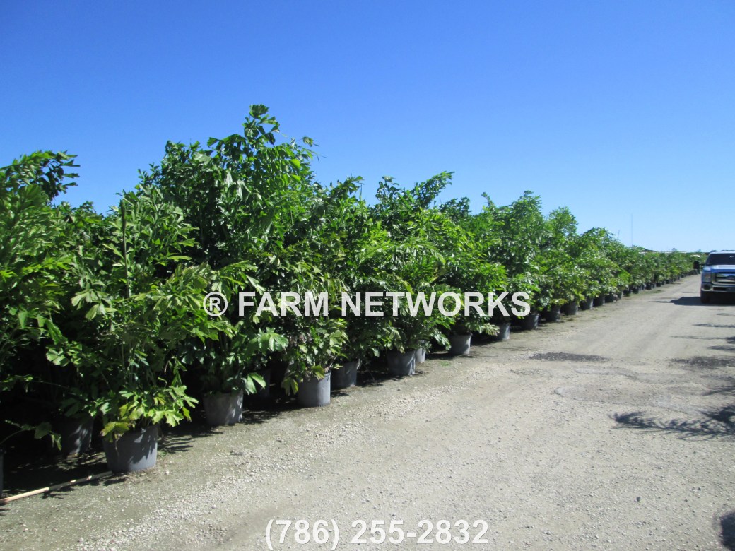 Fishtail-Palm-Trees-West-Palm Beach