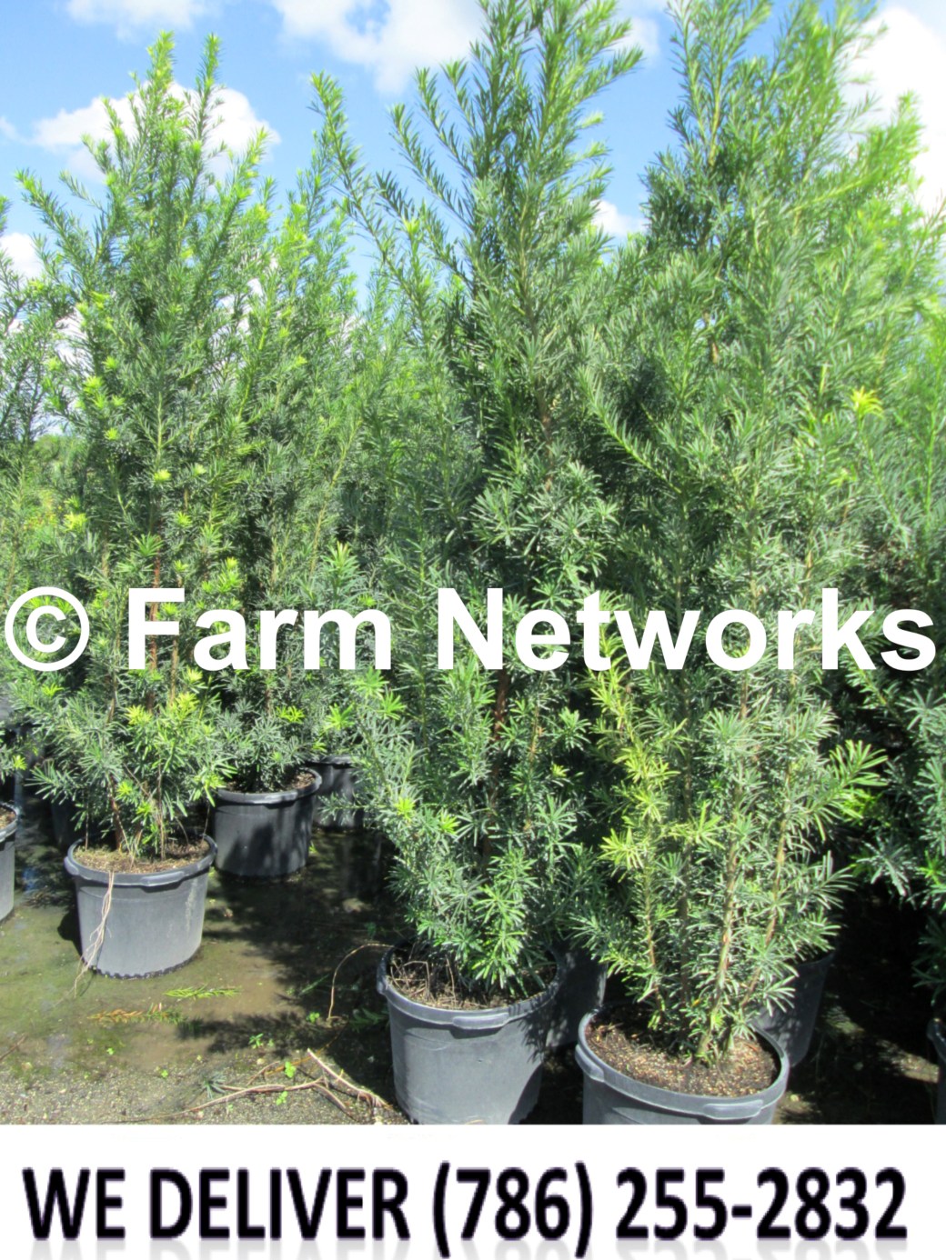 Florida Podocarpus and Clusia Nursery
