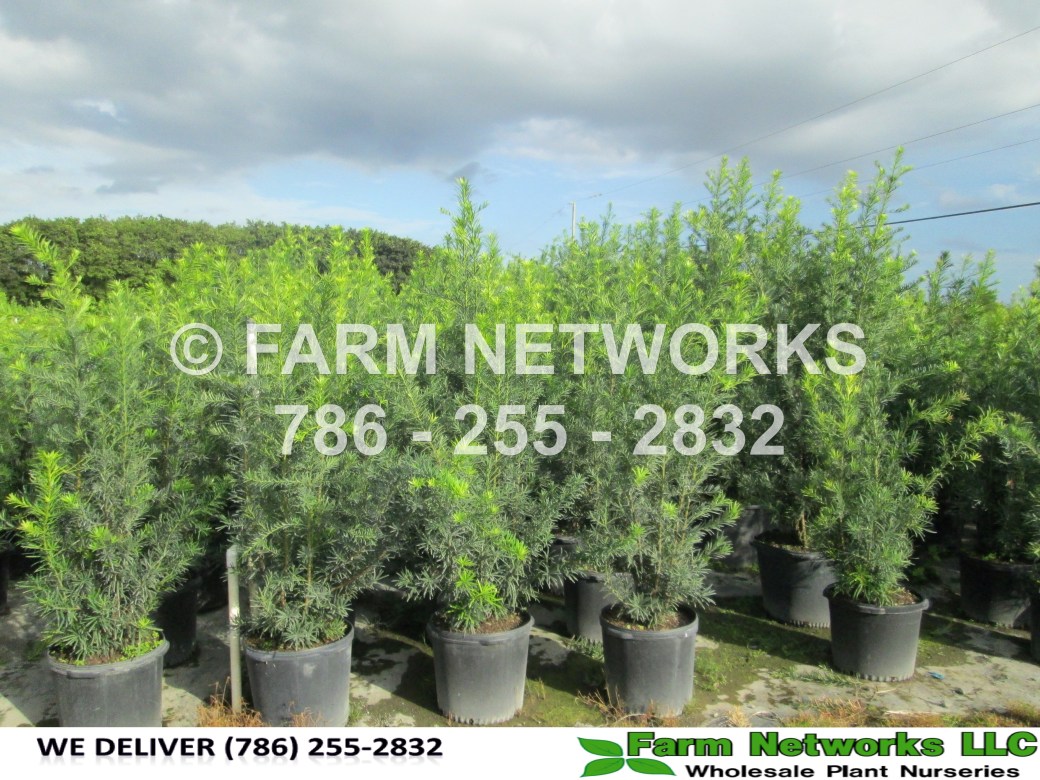 podocarpus-macrophyllus-maki-japanese-yew