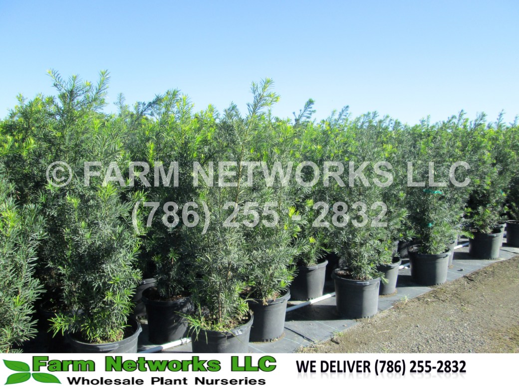 Fort Lauderdale Podocarpus Nursery