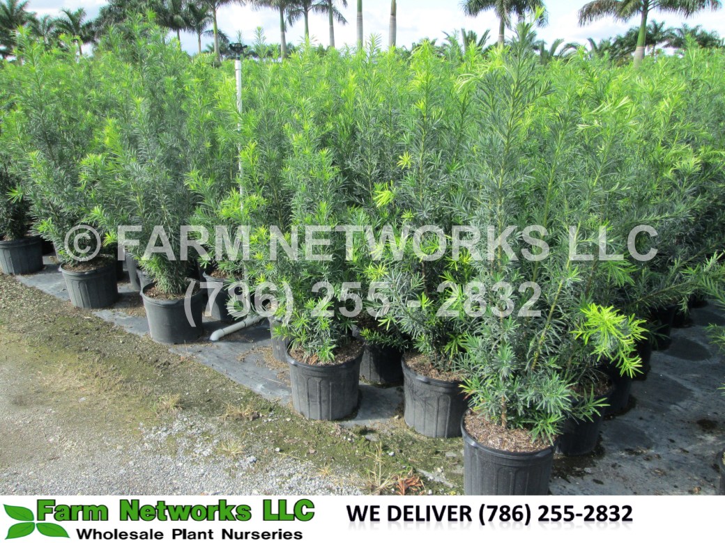Podocarpus in Homestead