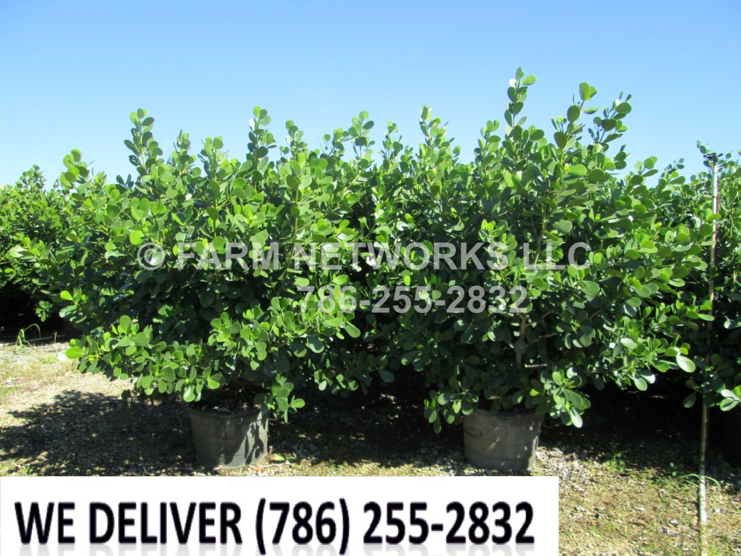 Jupiter-Florida-Clusia-Hedge