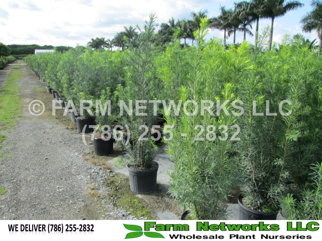 Podocarpus in Homestead