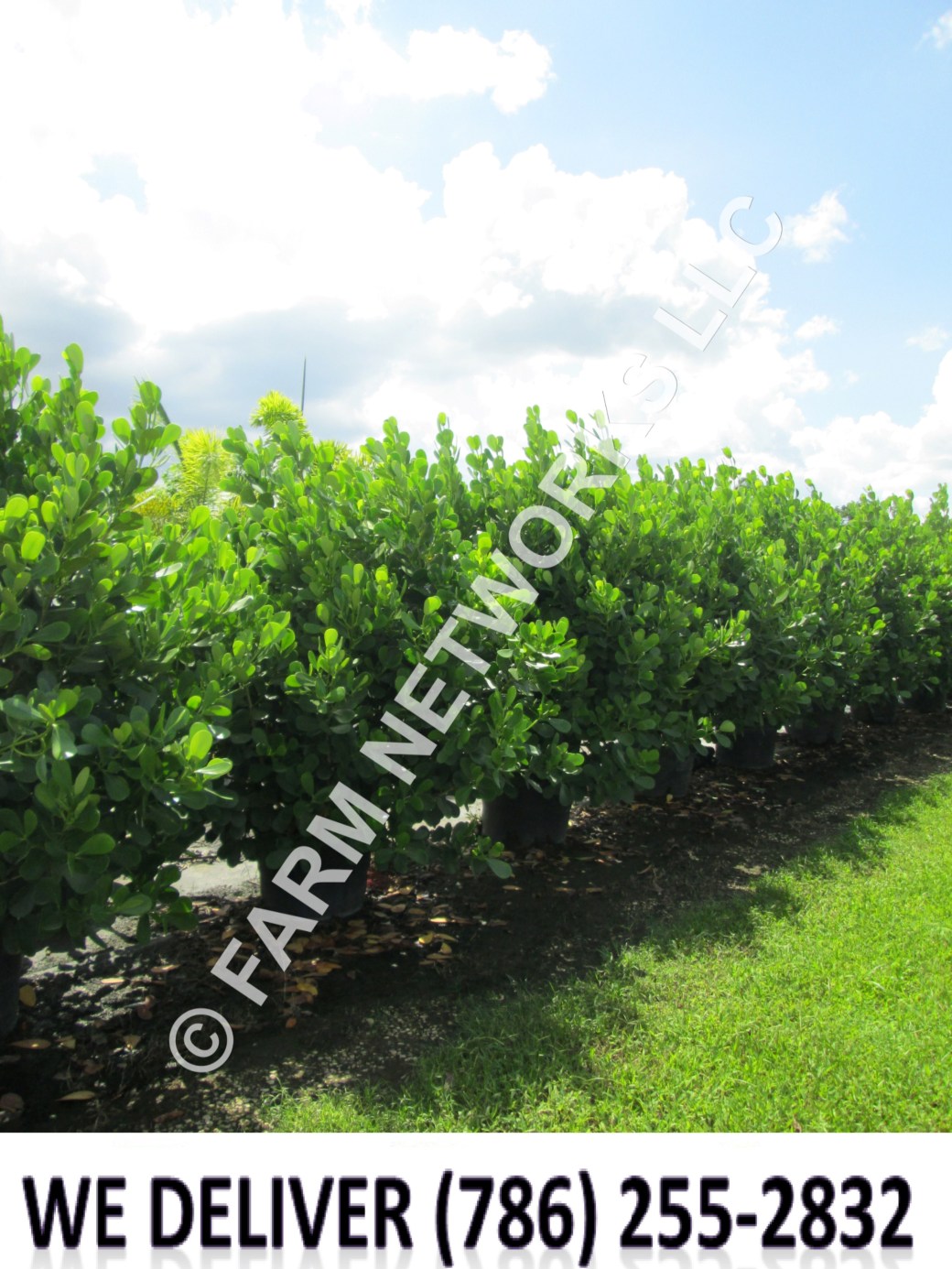 Lake Worth-Clusia-Hedge