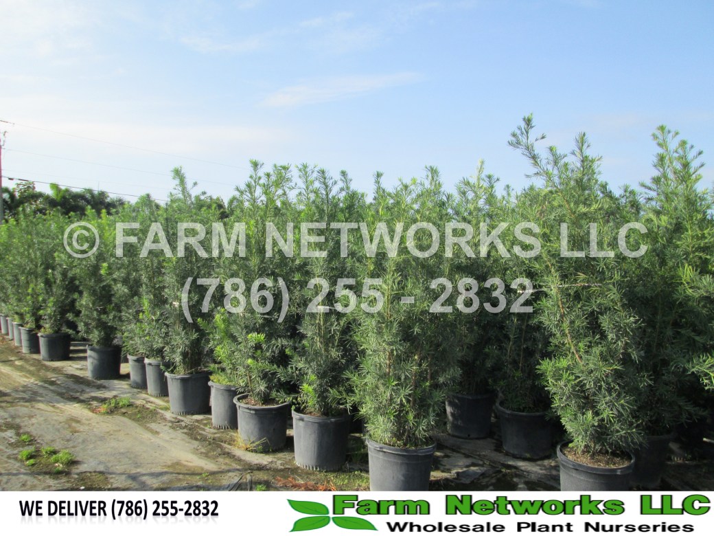 Miami Beach-Podocarpus Nursery