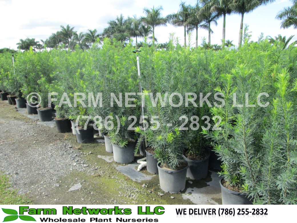 Naples-Podocarpus Nursery