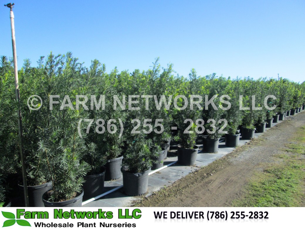 North Miami Beach-Podocarpus Nursery