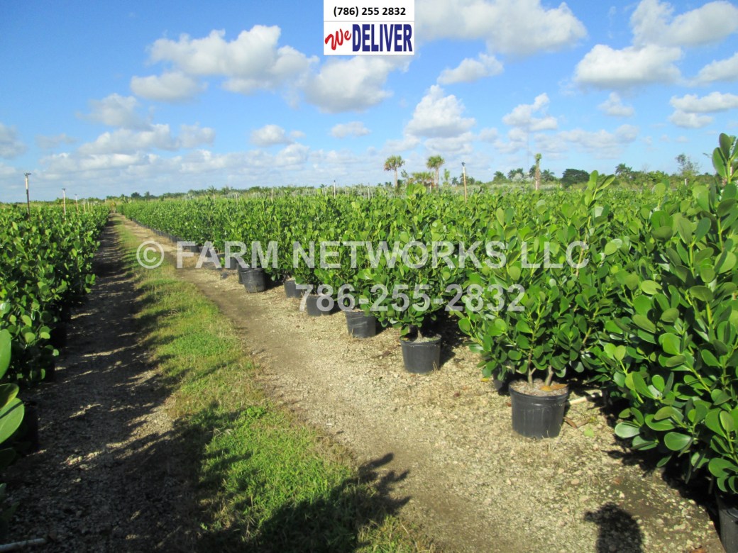 Orlando-Clusia-Hedge