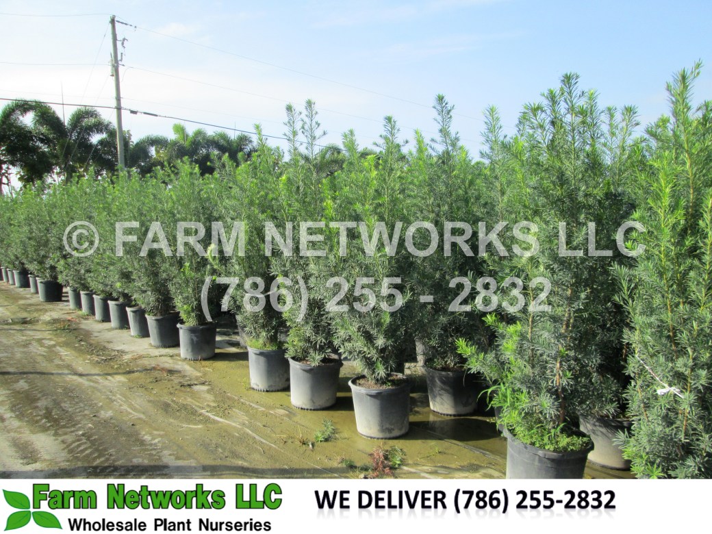Palm Beach-Podocarpus Nursery