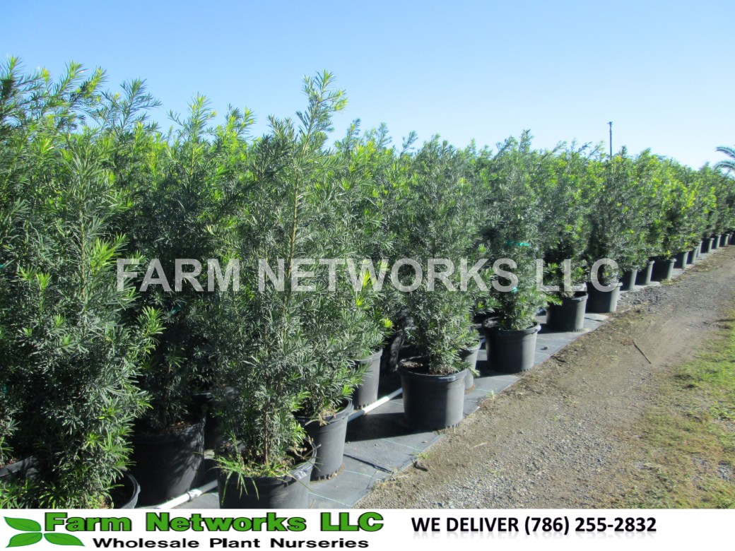 Podocarpus-Hedge-for-Sale-Broward