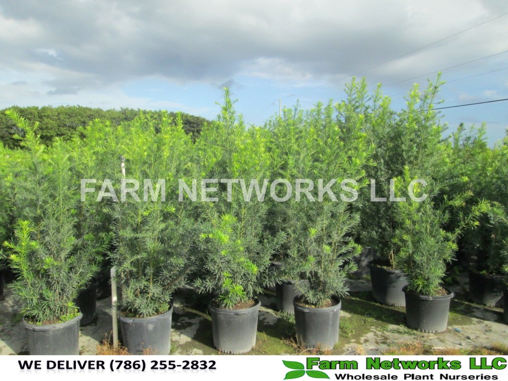 Podocarpus-Hedge-for-Sale-Homestead