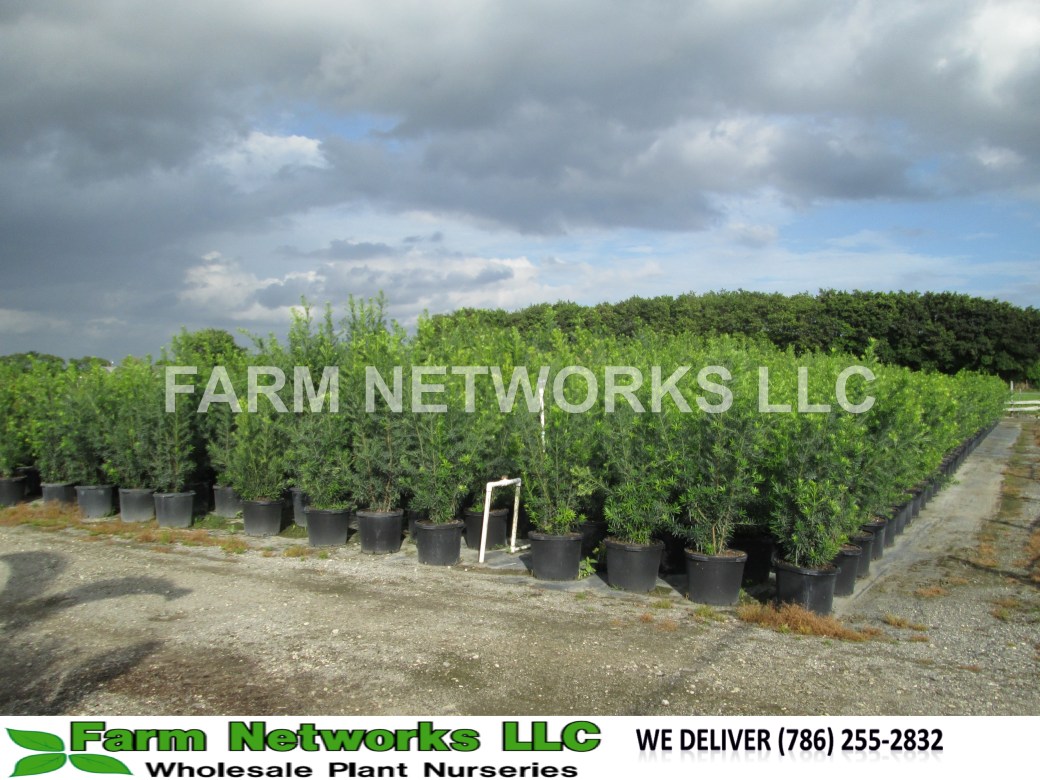 Podocarpus-Hedge-for-Sale-Jupiter
