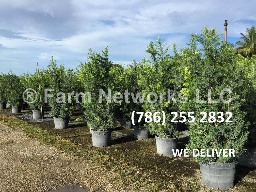 Podocarpus-Hedge-for-Sale-Miami