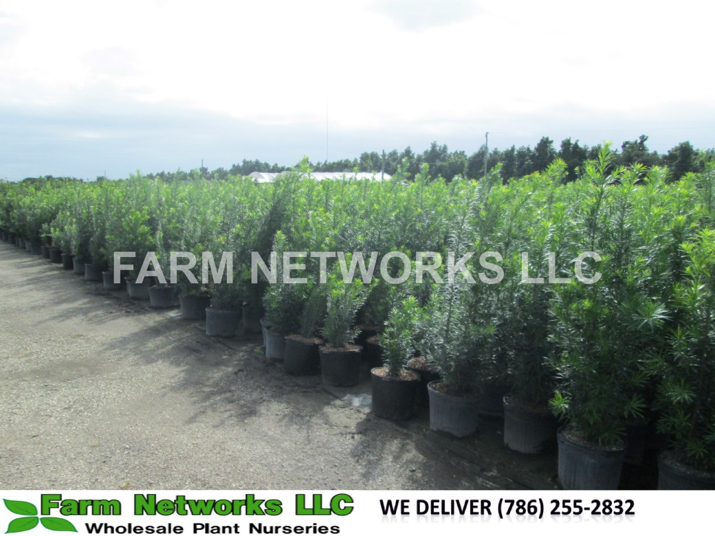 Podocarpus-Hedge-for-Sale-Palm Beach