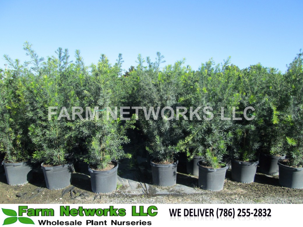 Podocarpus-Hedge-for-Sale