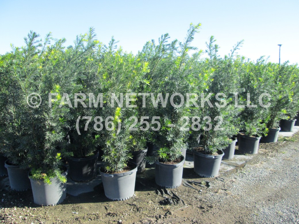Podocarpus-Hedge-in-5-Gallon