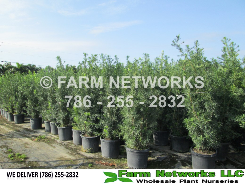 podocarpus-macrophyllus-maki-japanese-yew