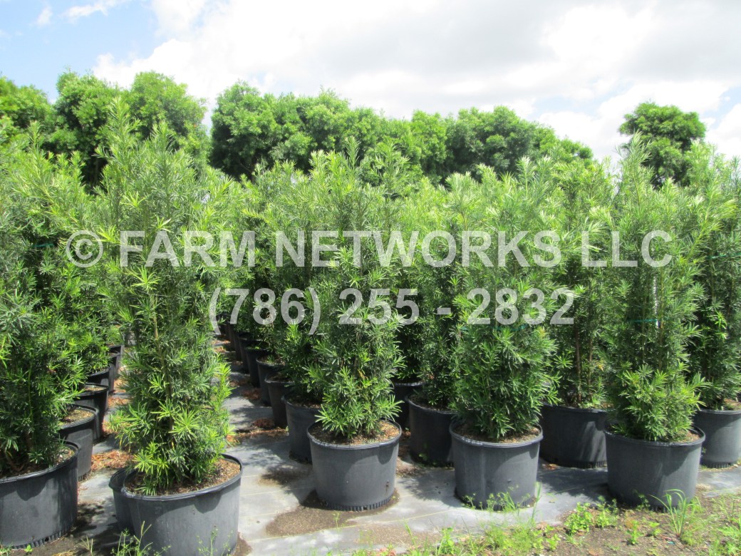 Podocarpus-Hedge-Jupiter