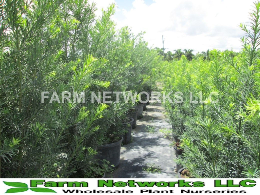 Podocarpus-Hedge-Nursery-Coral Springs