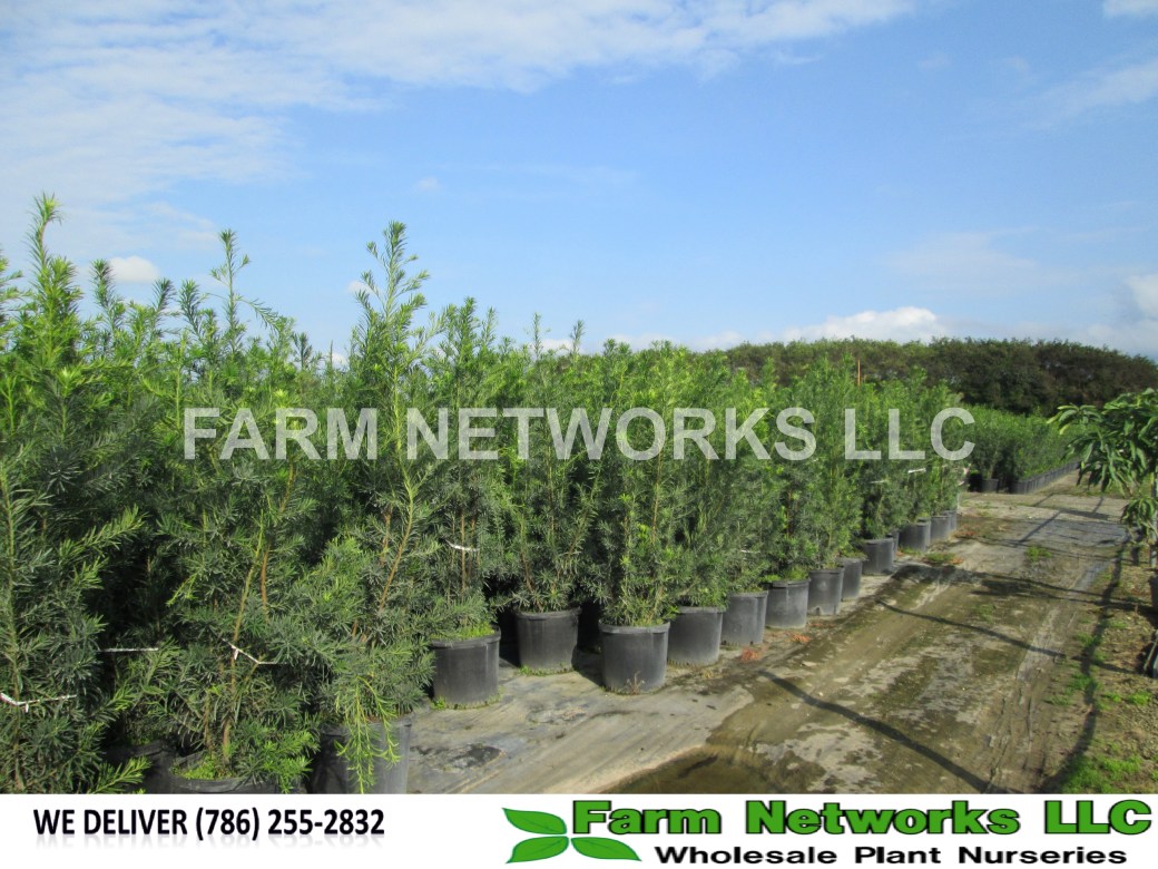 Podocarpus-Hedge-Nursery-Homestead