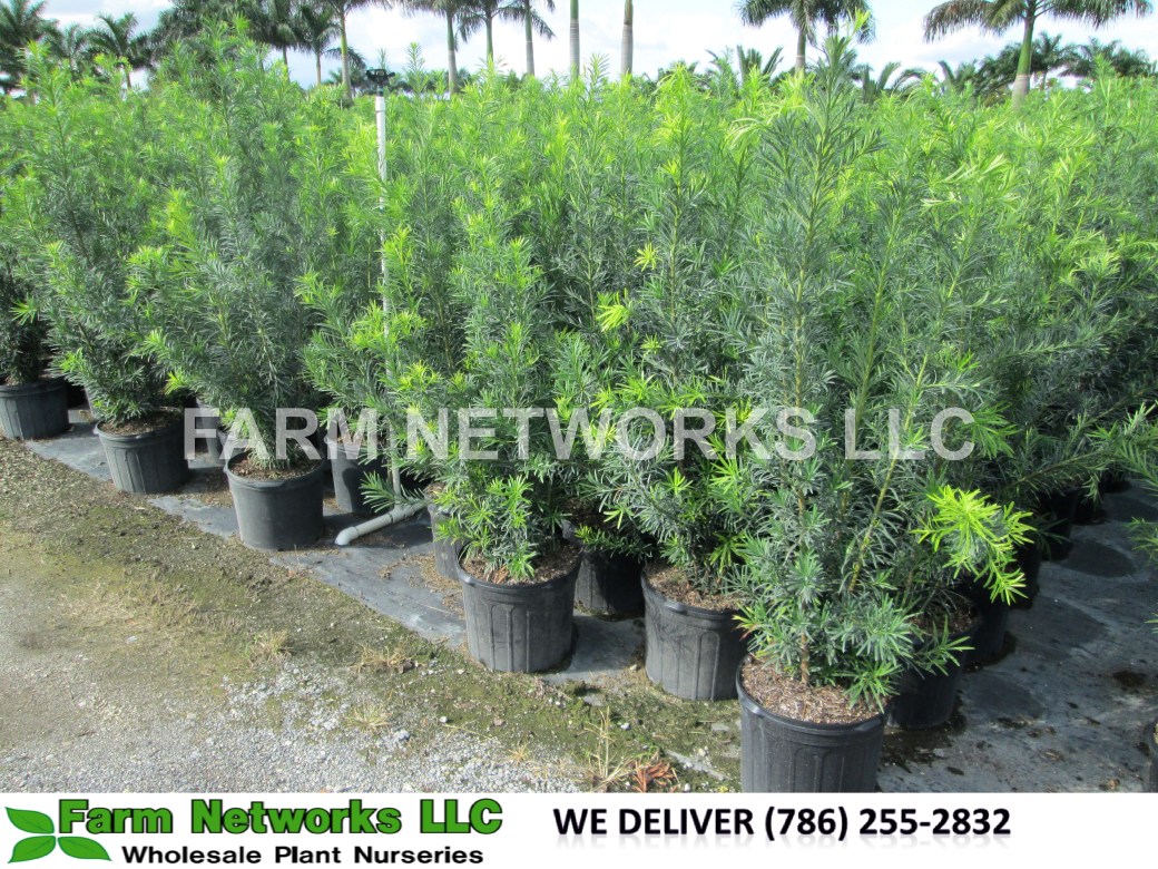 Podocarpus-Hedge-Nursery-Jupiter