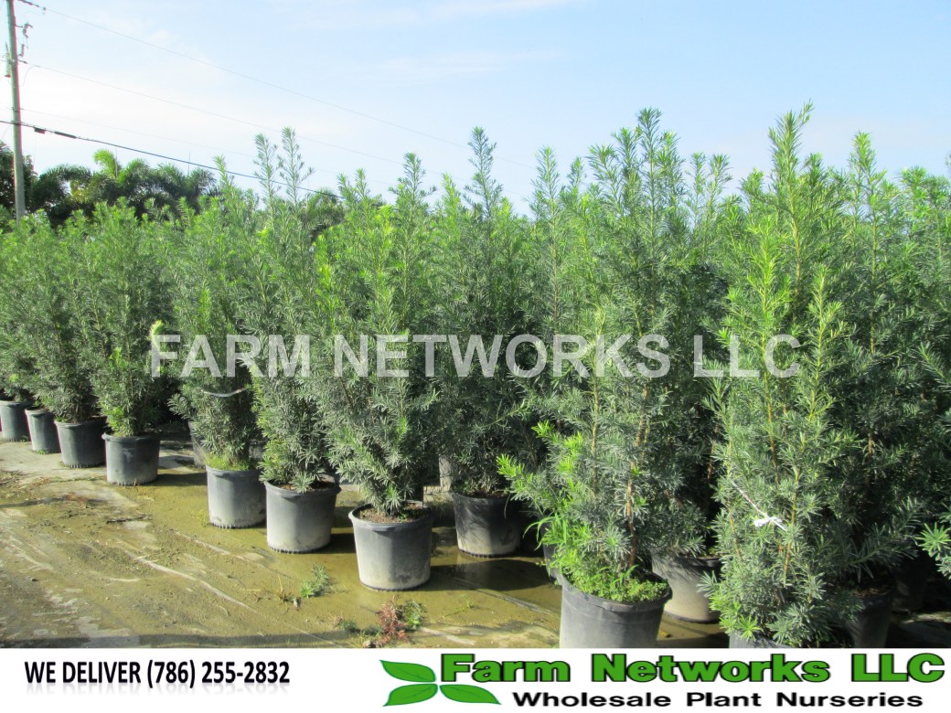Podocarpus-Hedge-Nursery-Miami
