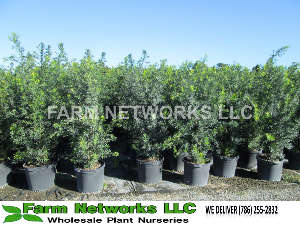 Podocarpus-Hedge-Nursery-Palm Beach