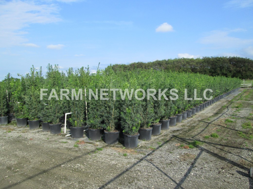 Podocarpus-Hedge-Nursery-West Palm Beach