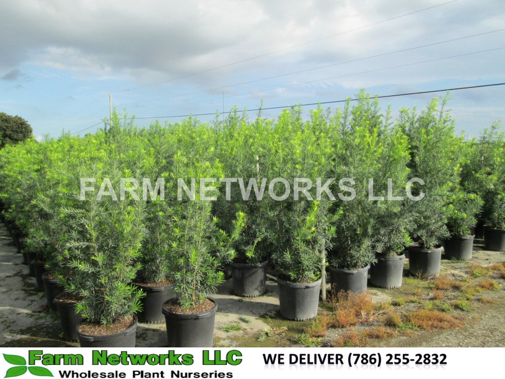 Podocarpus-Hedge-Nursery
