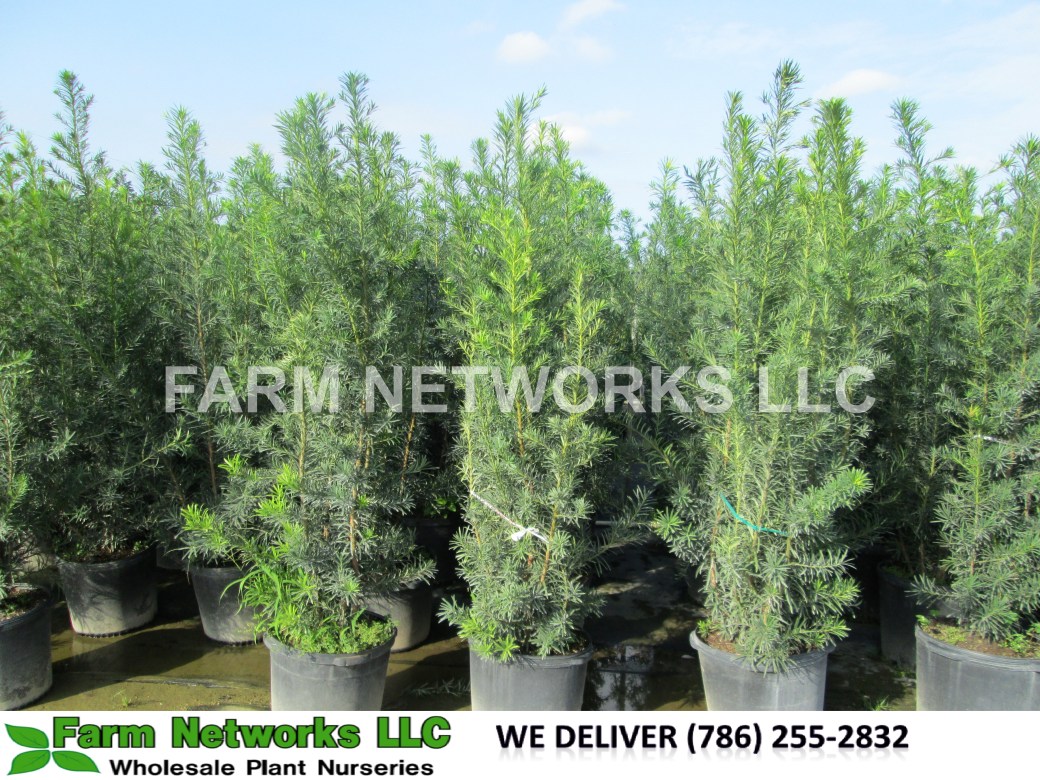 Podocarpus-Hedge-Wholesale
