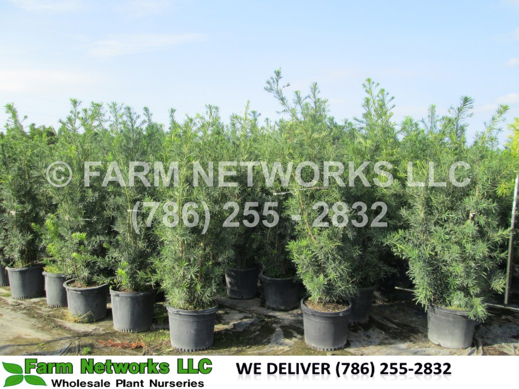 Sarasota-Podocarpus Nursery