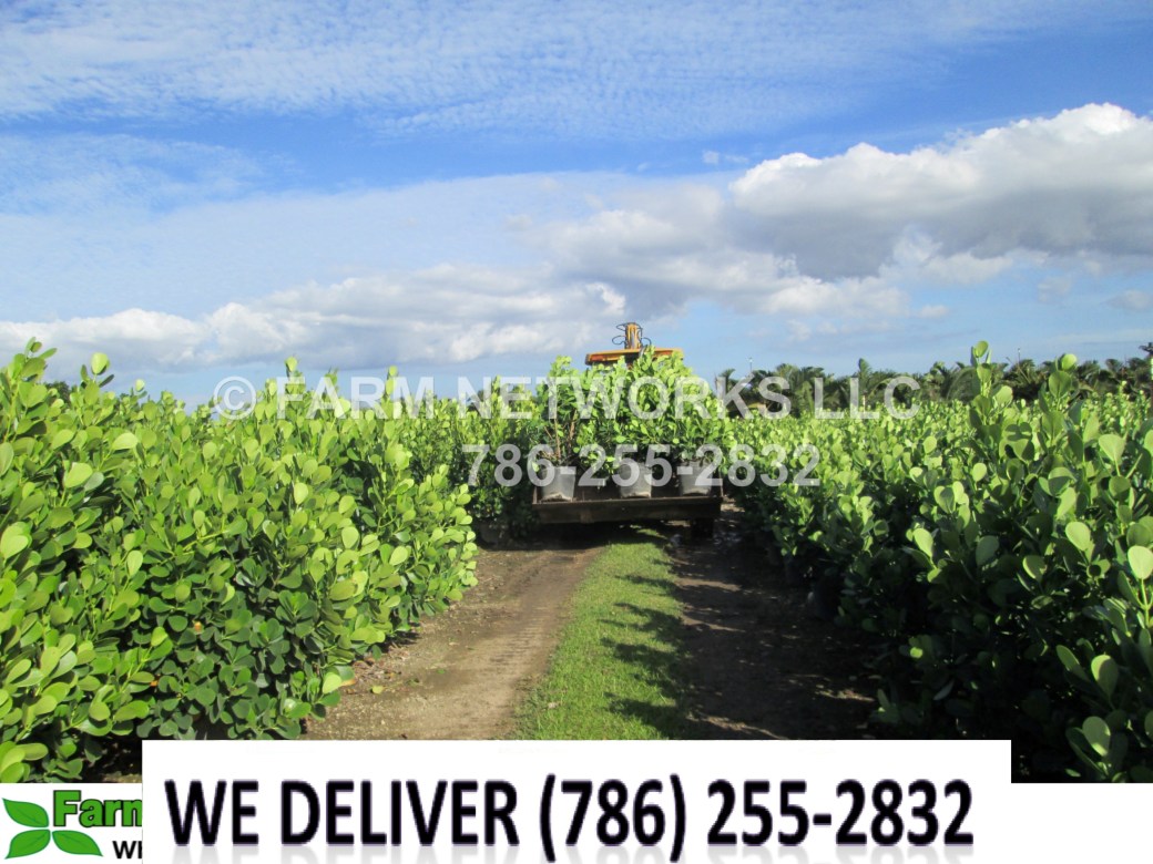 Small-Leaf-Clusia-Naples