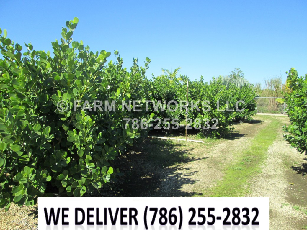 Small-Leaf-Clusia-Vero Beach