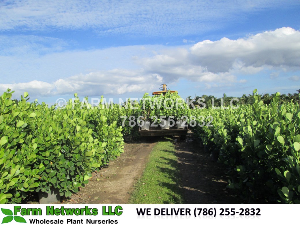 Tampa Bay-Clusia Nursery