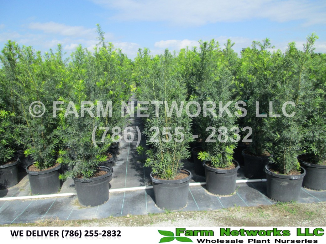 podocarpus-macrophyllus-maki-japanese-yew